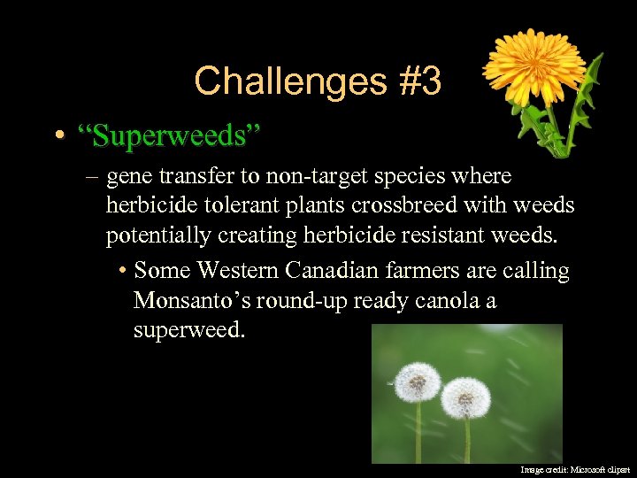 Challenges #3 • “Superweeds” – gene transfer to non-target species where herbicide tolerant plants