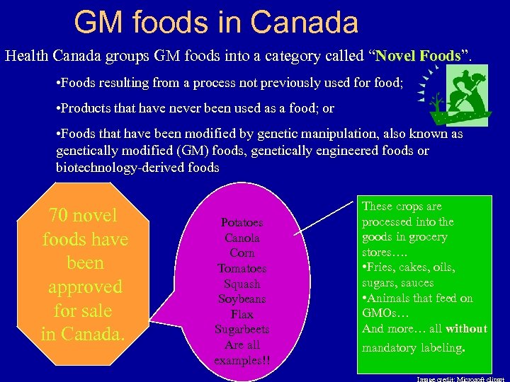GM foods in Canada Health Canada groups GM foods into a category called “Novel