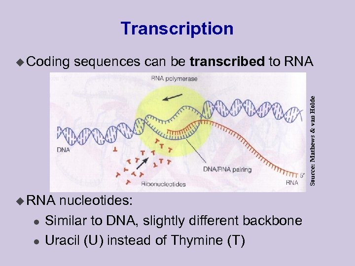 Transcription sequences can be transcribed to RNA Source: Mathews & van Holde u Coding