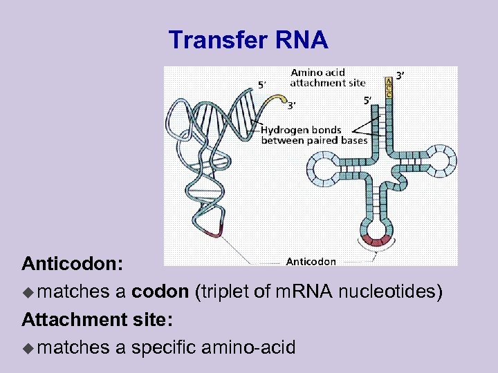 Transfer RNA Anticodon: u matches a codon (triplet of m. RNA nucleotides) Attachment site:
