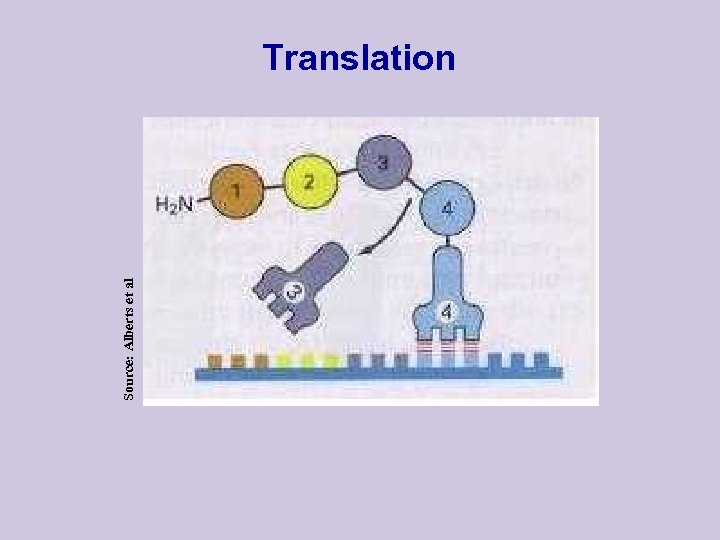Source: Alberts et al Translation 
