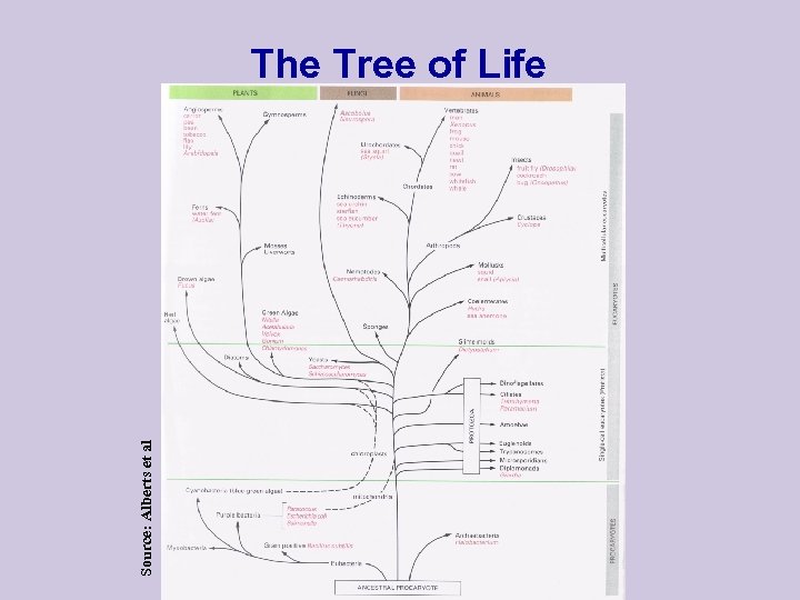 Source: Alberts et al The Tree of Life 