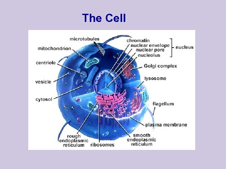 The Cell 