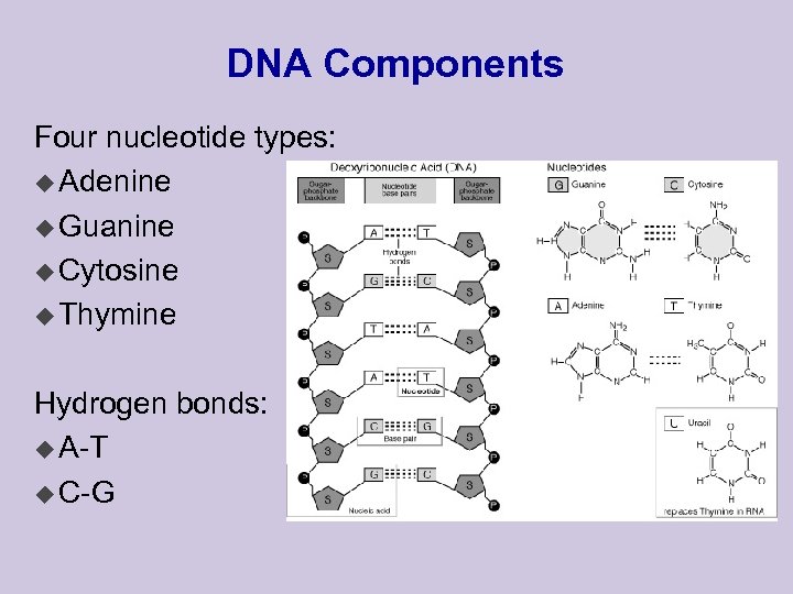 DNA Components Four nucleotide types: u Adenine u Guanine u Cytosine u Thymine Hydrogen