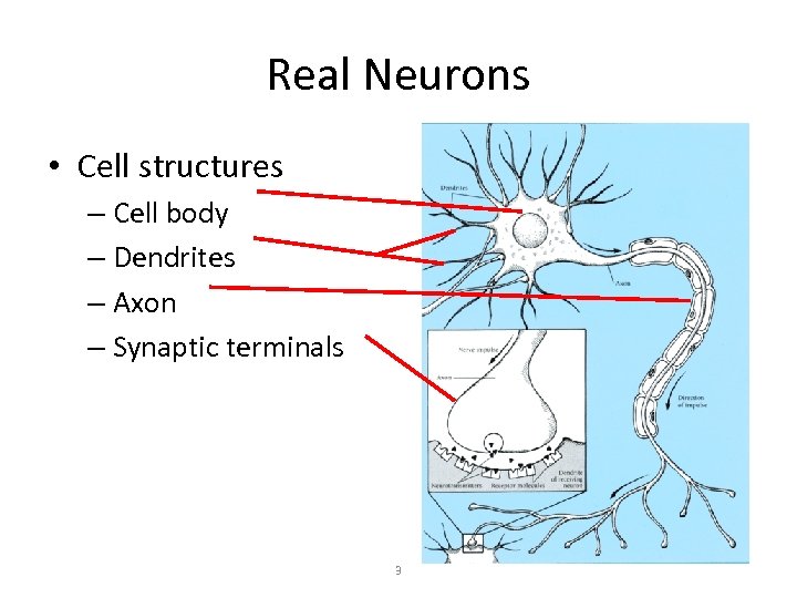 Real Neurons • Cell structures – Cell body – Dendrites – Axon – Synaptic