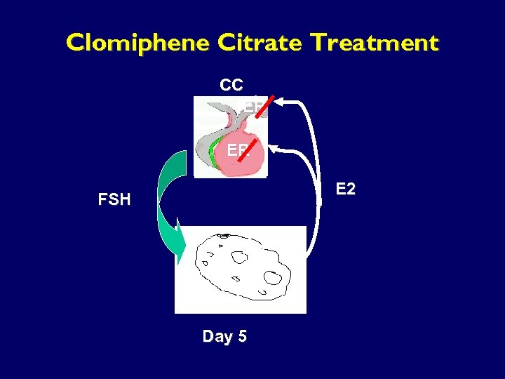 Clomiphene Citrate Treatment CC ER ER E 2 FSH Day 5 