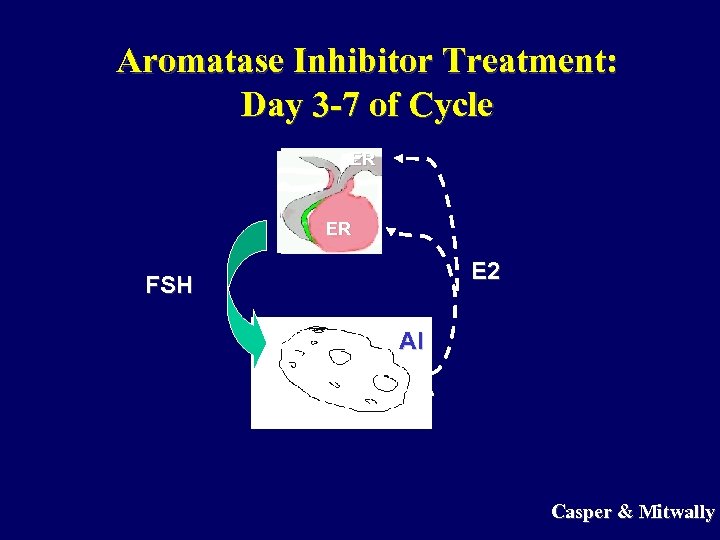 Aromatase Inhibitor Treatment: Day 3 -7 of Cycle ER ER E 2 FSH AI
