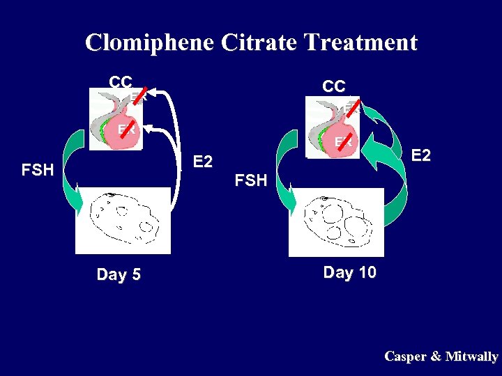Clomiphene Citrate Treatment CC CC ER ER E 2 FSH Day 5 E 2