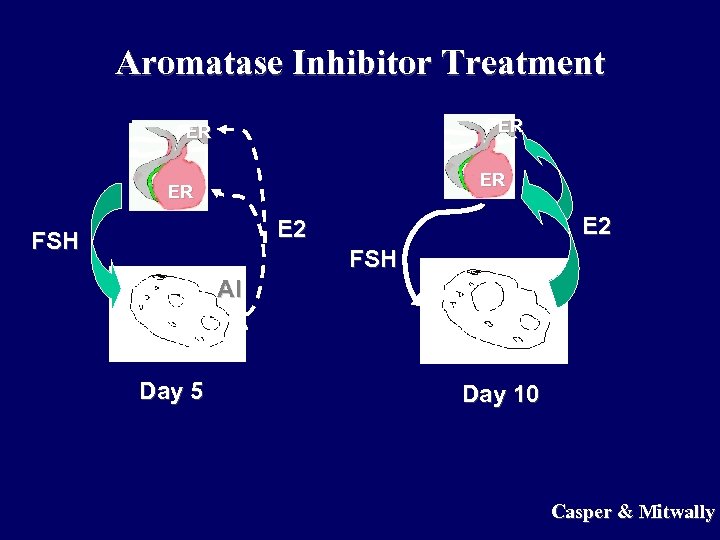 Aromatase Inhibitor Treatment ER ER E 2 FSH AI Day 5 Day 10 Casper
