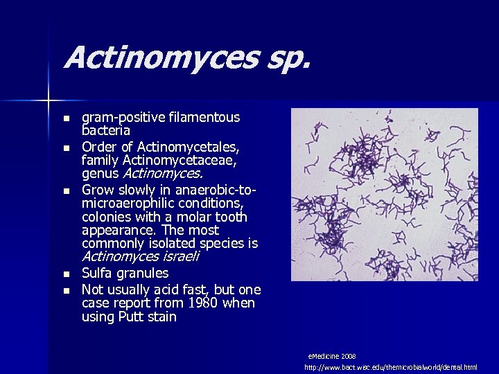 Actinomyces sp. n n n gram-positive filamentous bacteria Order of Actinomycetales, family Actinomycetaceae, genus