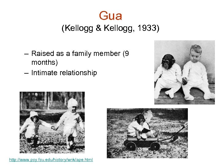 Gua (Kellogg & Kellogg, 1933) – Raised as a family member (9 months) –