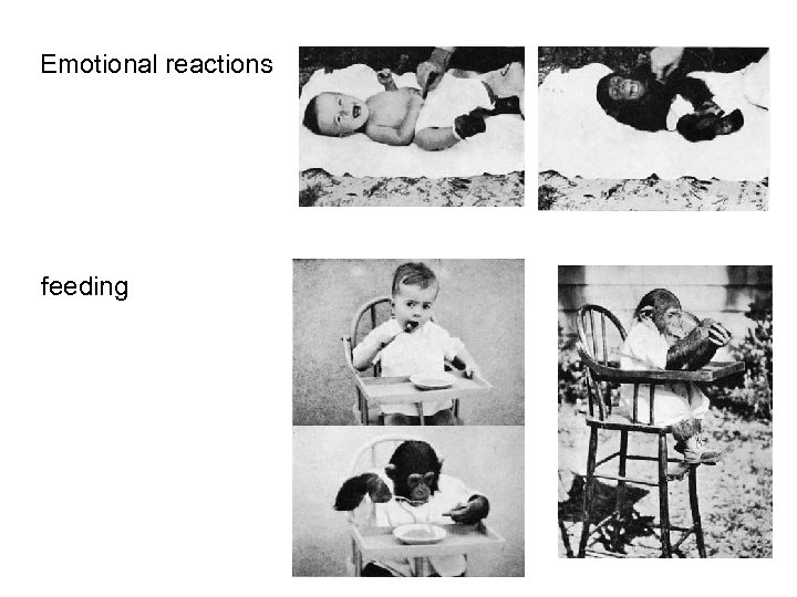 Emotional reactions feeding 