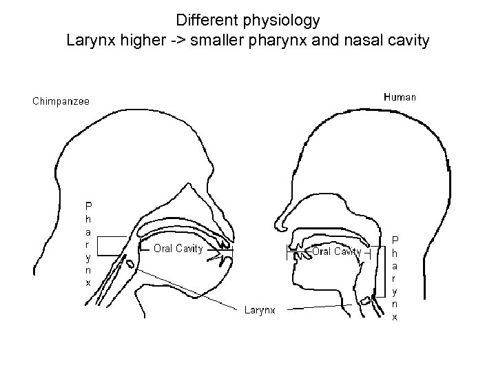 Different physiology Larynx higher -> smaller pharynx and nasal cavity 