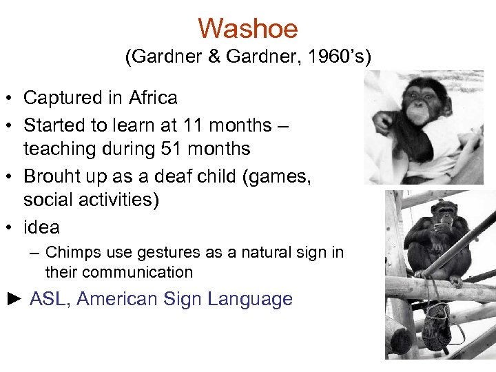 Washoe (Gardner & Gardner, 1960’s) • Captured in Africa • Started to learn at