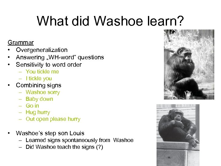 What did Washoe learn? Grammar • Overgeneralization • Answering „WH-word” questions • Sensitivity to