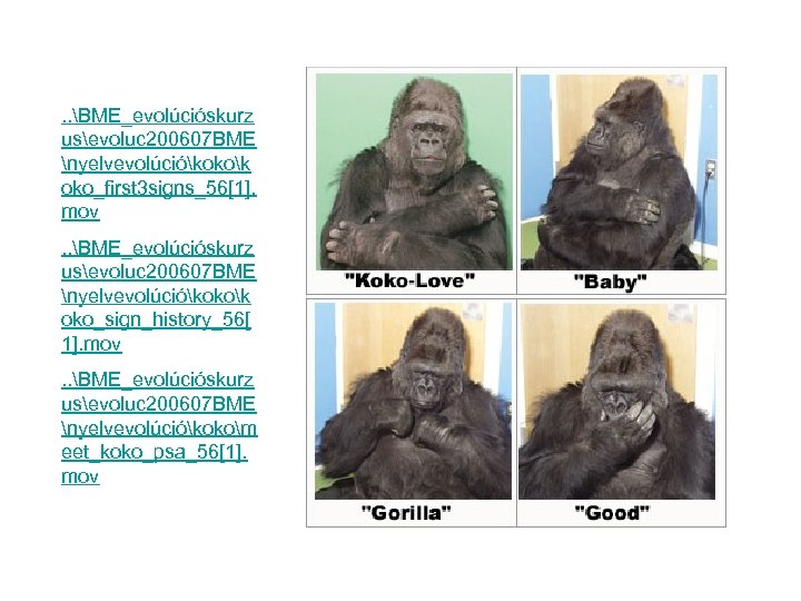 . . BME_evolúcióskurz usevoluc 200607 BME nyelvevolúciókokok oko_first 3 signs_56[1]. mov. . BME_evolúcióskurz usevoluc