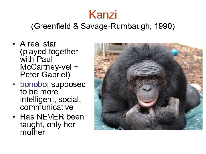 Kanzi (Greenfield & Savage-Rumbaugh, 1990) • A real star (played together with Paul Mc.