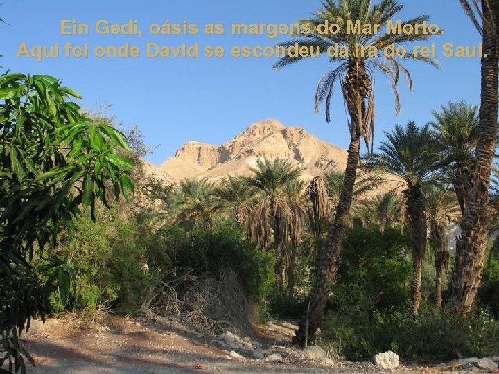 Ein Gedi, oásis as margens do Mar Morto. Aqui foi onde David se escondeu