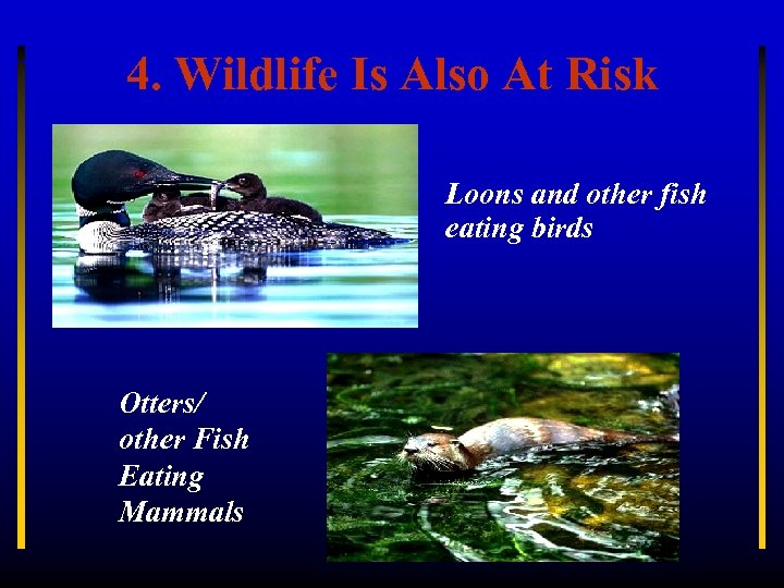 4. Wildlife Is Also At Risk Loons and other fish eating birds Otters/ other