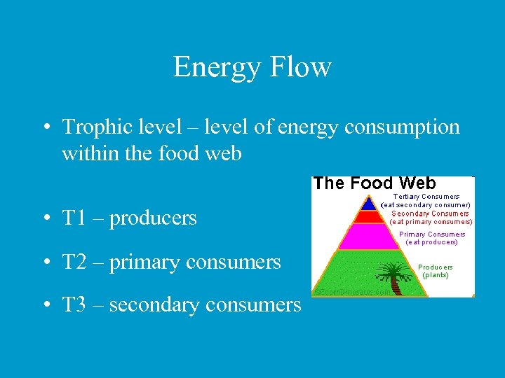 Energy Flow • Trophic level – level of energy consumption within the food web