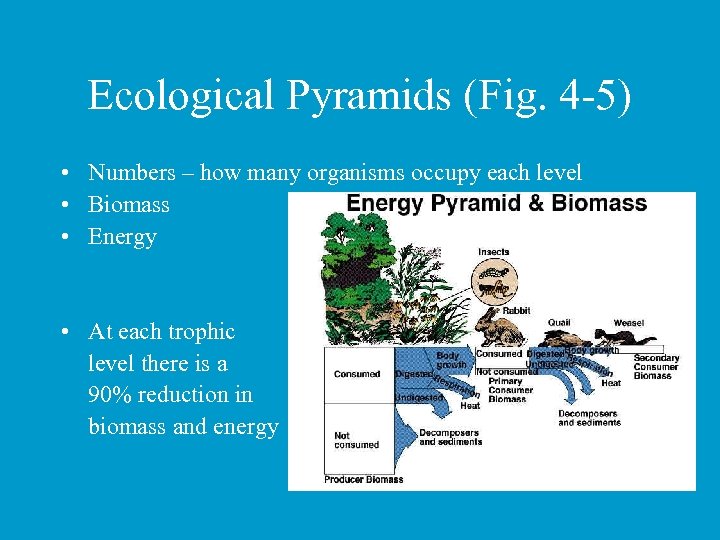 Ecological Pyramids (Fig. 4 -5) • Numbers – how many organisms occupy each level