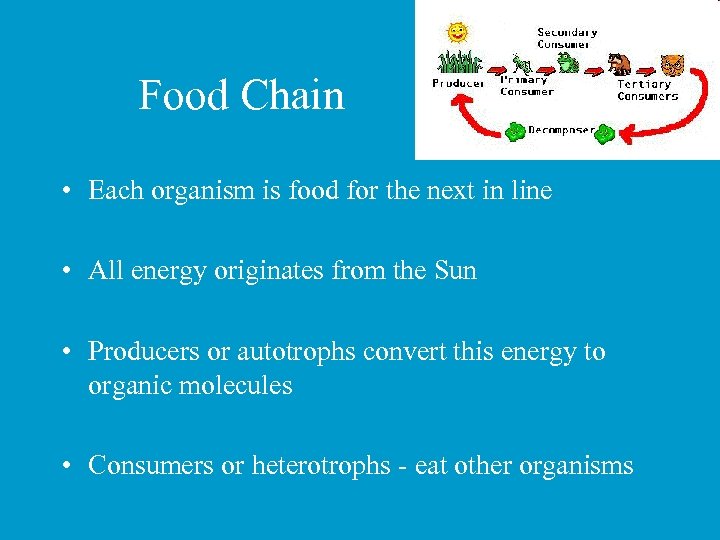 Food Chain • Each organism is food for the next in line • All