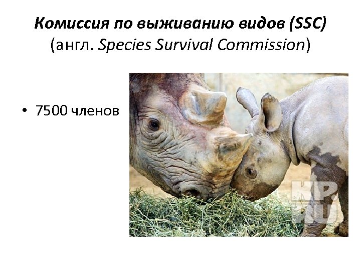 Комиссия по выживанию видов (SSC) (англ. Species Survival Commission) • 7500 членов 