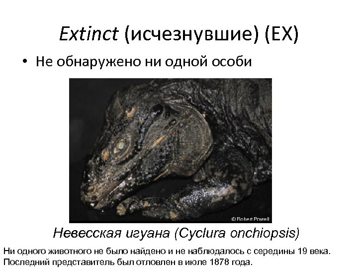 Extinct (исчезнувшие) (EX) • Не обнаружено ни одной особи Невесская игуана (Cyclura onchiopsis) Ни