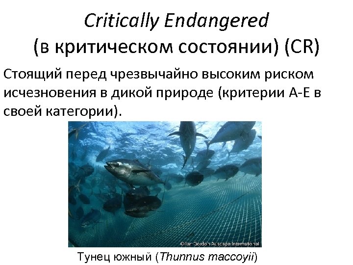 Critically Endangered (в критическом состоянии) (CR) Стоящий перед чрезвычайно высоким риском исчезновения в дикой