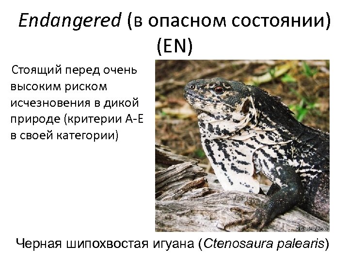 Endangered (в опасном состоянии) (EN) Стоящий перед очень высоким риском исчезновения в дикой природе