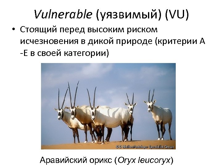 Vulnerable (уязвимый) (VU) • Стоящий перед высоким риском исчезновения в дикой природе (критерии А