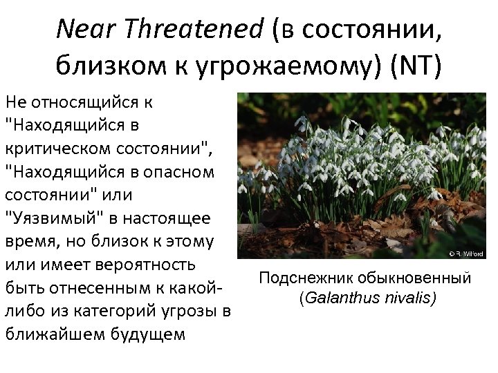 Near Threatened (в состоянии, близком к угрожаемому) (NT) Не относящийся к 