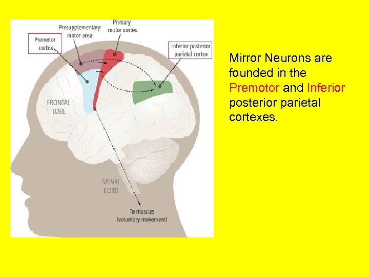 Mirror Neurons are founded in the Premotor and Inferior posterior parietal cortexes. 