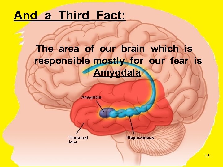 And a Third Fact: The area of our brain which is responsible mostly for