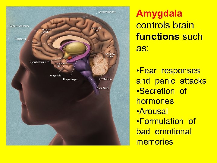 Amygdala controls brain functions such as: • Fear responses and panic attacks • Secretion