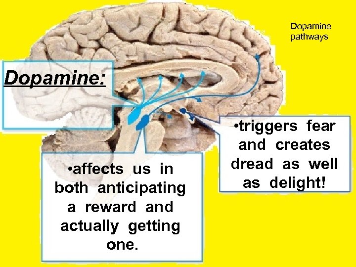 Dopamine pathways Dopamine: • affects us in both anticipating a reward and actually getting