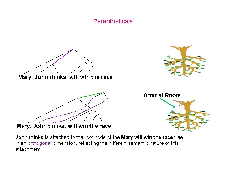 Parentheticals Mary, John thinks, will win the race Arterial Roots Mary, John thinks, will