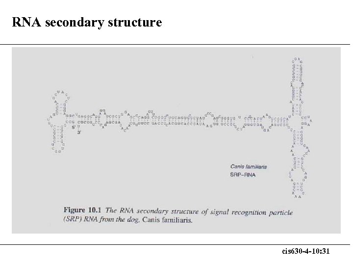RNA secondary structure cis 630 -4 -10: 31 