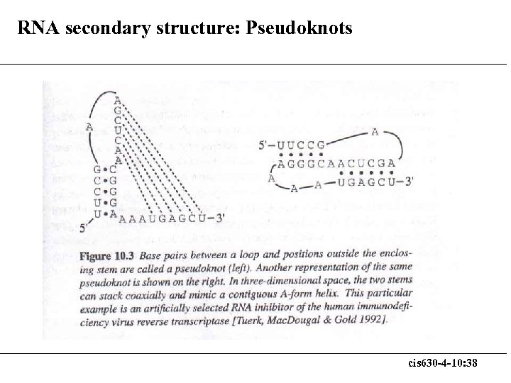 RNA secondary structure: Pseudoknots cis 630 -4 -10: 38 