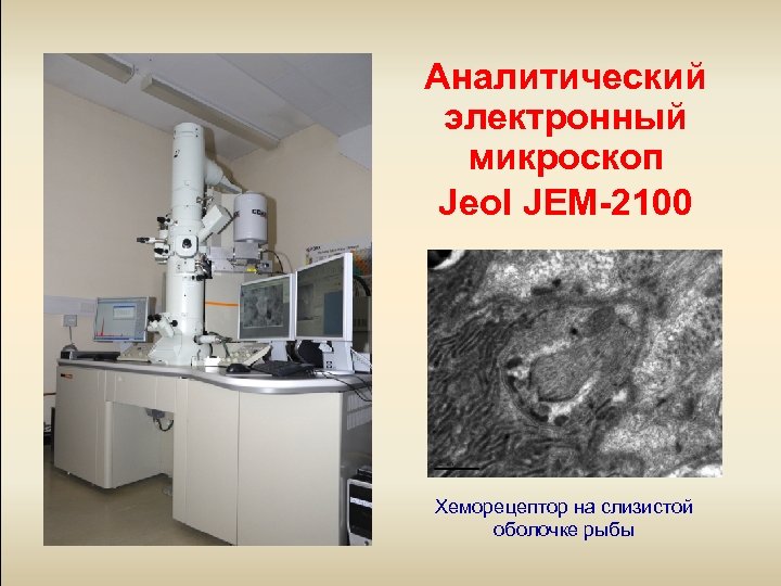 Аналитический электронный микроскоп Jeol JEM-2100 Хеморецептор на слизистой оболочке рыбы 