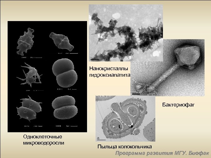 Нанокристаллы гидроксиапатита Бактериофаг Одноклеточные микроводоросли Пыльца колокольчика Программа развития МГУ. Биофак 