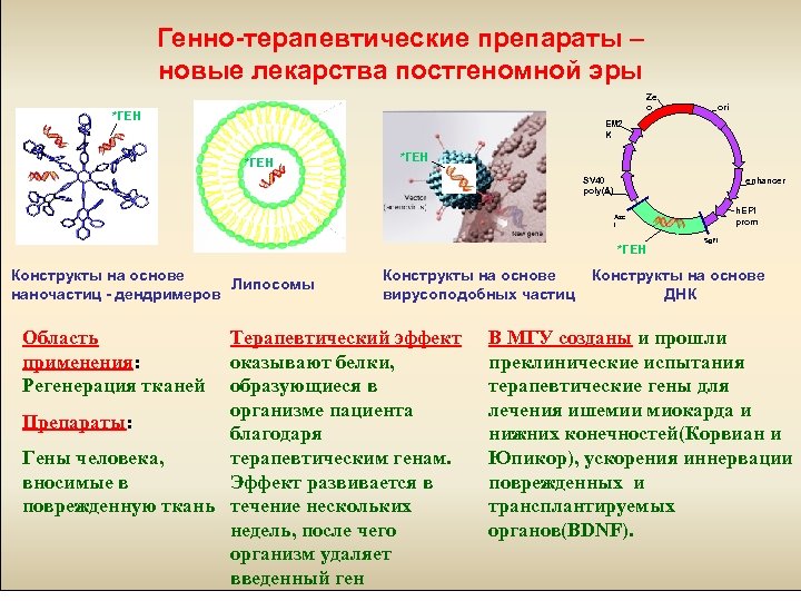 Генно-терапевтические препараты – новые лекарства постгеномной эры Ze o *ГЕН ori EM 2 K