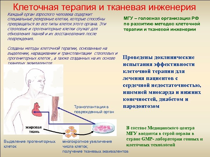 Клеточная терапия и тканевая инженерия Каждый орган взрослого человека содержит специальные резервные клетки, которые