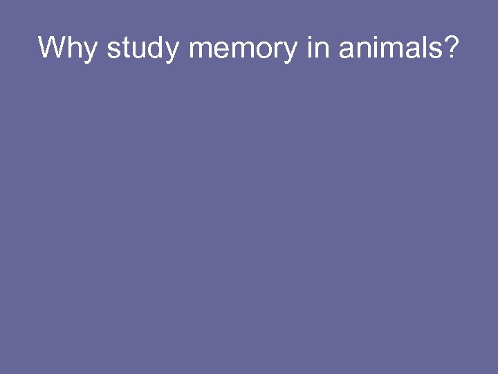 Why study memory in animals? 