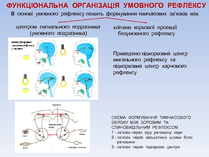 ФУНКЦІОНАЛЬНА ОРГАНІЗАЦІЯ УМОВНОГО РЕФЛЕКСУ В основі умовного рефлексу лежить формування тимчасових зв’язків між центром