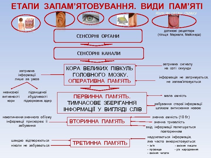 ЕТАПИ ЗАПАМ’ЯТОВУВАННЯ. ВИДИ ПАМ’ЯТІ ОКА СЕНСОРНІ ОРГАНИ ЯЗИК ЯК ОРГАН СМАКУ дотикові рецептори (тільця