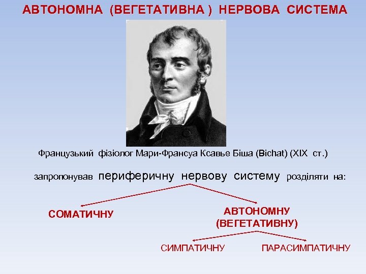 АВТОНОМНА (ВЕГЕТАТИВНА ) НЕРВОВА СИСТЕМА Французький фізіолог Мари-Франсуа Ксавье Біша (Bichat) (XIX ст. )