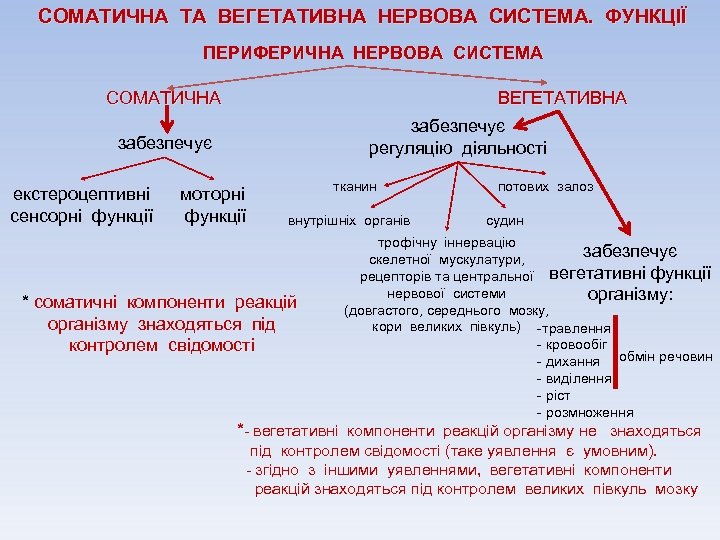 СОМАТИЧНА ТА ВЕГЕТАТИВНА НЕРВОВА СИСТЕМА. ФУНКЦІЇ ПЕРИФЕРИЧНА НЕРВОВА СИСТЕМА СОМАТИЧНА ВЕГЕТАТИВНА забезпечує регуляцію діяльності