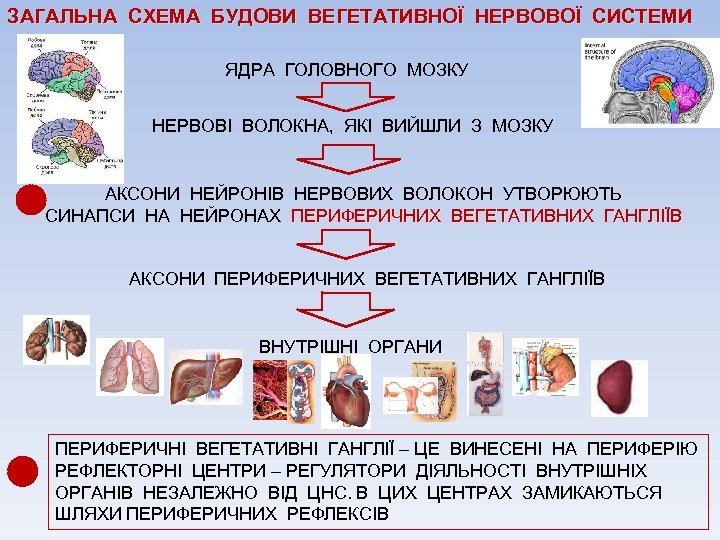 ЗАГАЛЬНА СХЕМА БУДОВИ ВЕГЕТАТИВНОЇ НЕРВОВОЇ СИСТЕМИ ЯДРА ГОЛОВНОГО МОЗКУ НЕРВОВІ ВОЛОКНА, ЯКІ ВИЙШЛИ З