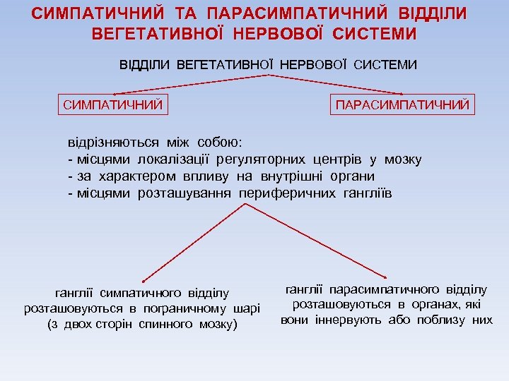 СИМПАТИЧНИЙ ТА ПАРАСИМПАТИЧНИЙ ВІДДІЛИ ВЕГЕТАТИВНОЇ НЕРВОВОЇ СИСТЕМИ СИМПАТИЧНИЙ ПАРАСИМПАТИЧНИЙ відрізняються між собою: - місцями